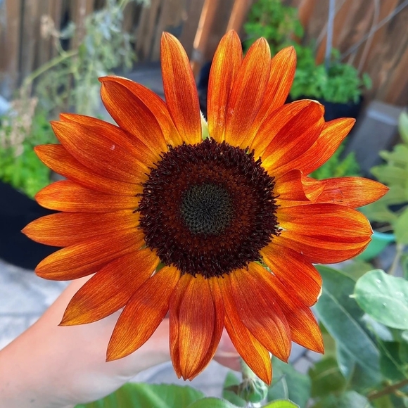 Meet your Posher, Raquel - Picture 1 of 1